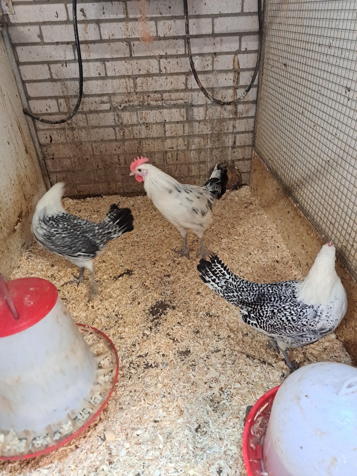 Kippen, Dieren en Toebehoren, Pluimvee, Meerdere dieren, Kip