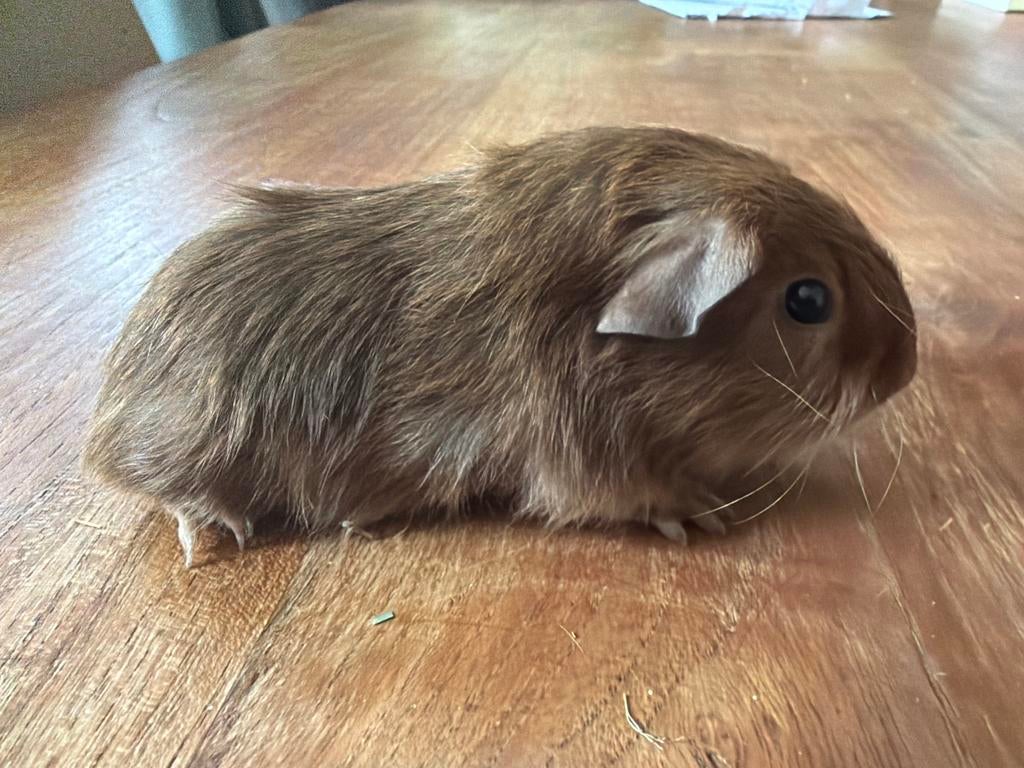 Cavia beer (man), Dieren en Toebehoren, Knaagdieren, April, Mannelijk, Cavia