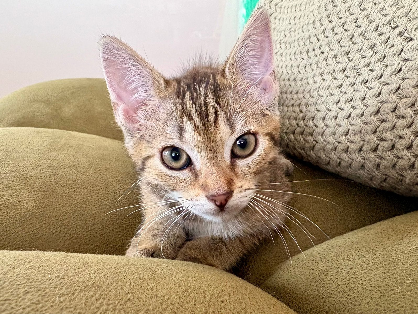 Twee lieve kittens, Dieren en Toebehoren, Katten en Kittens | Overige Katten, Poes