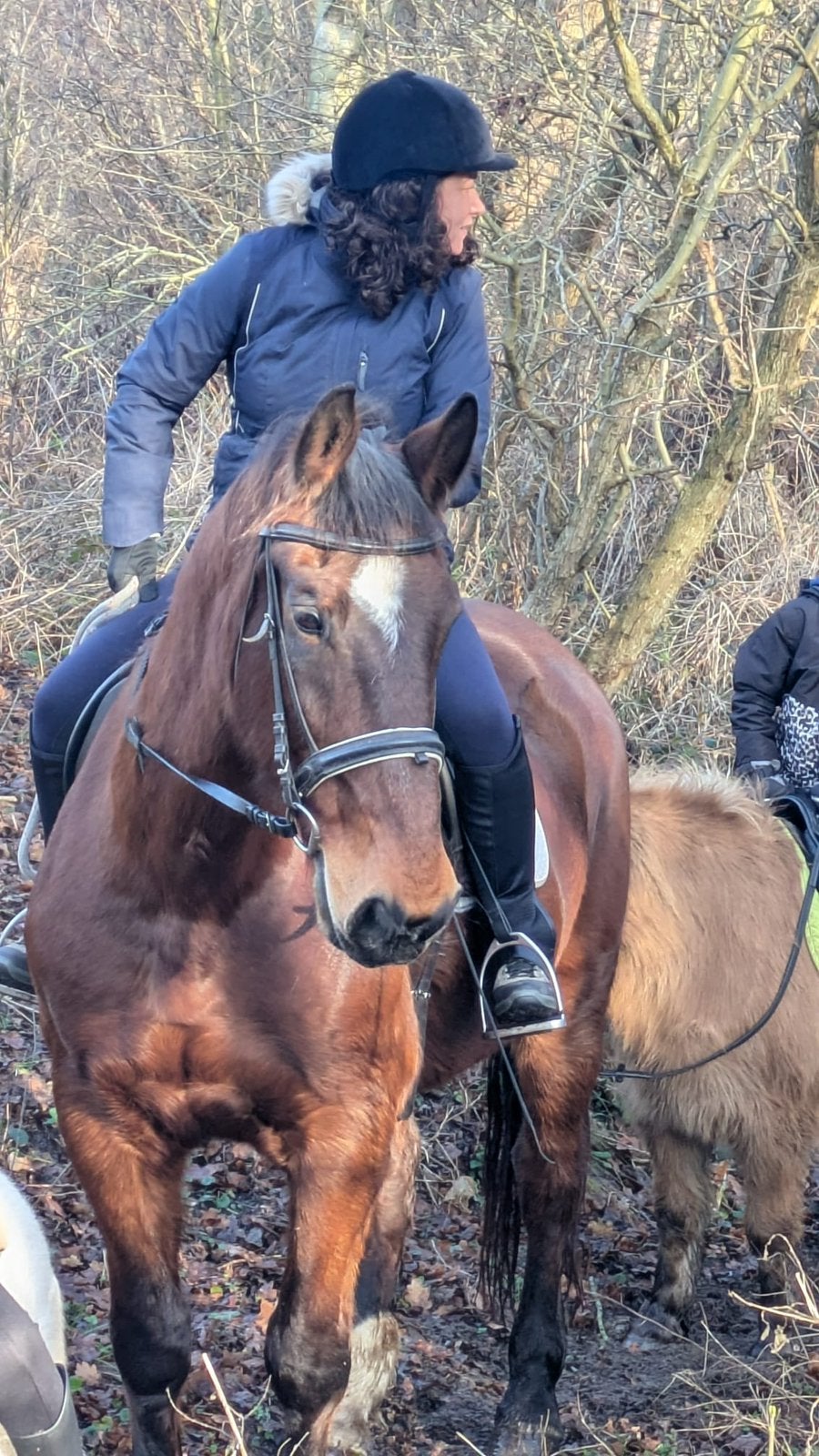 GEZOCHT: betaalbare weidegang voor lieve ruin, Weidegang