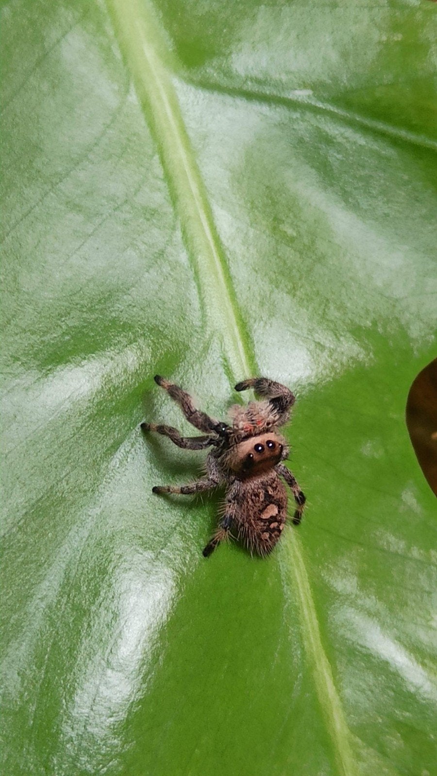 A.o.Bryatane, lake okeechobee jumping spider, Dieren en Toebehoren