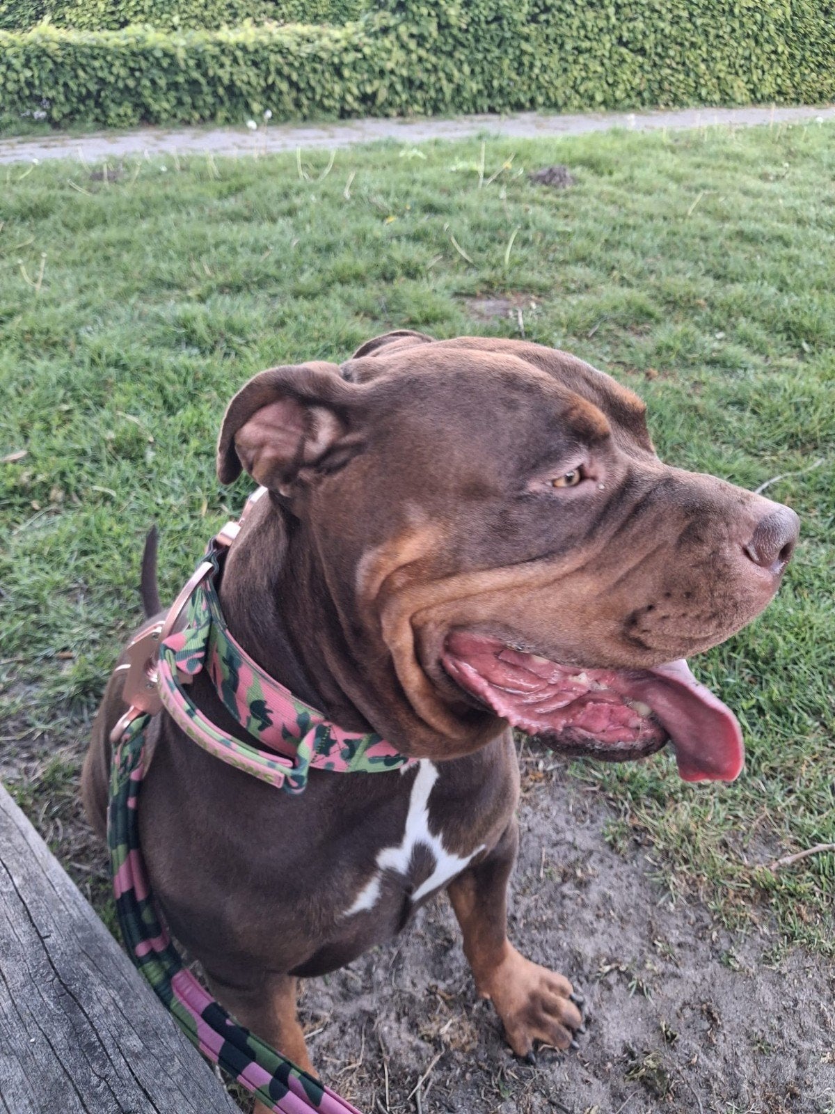 bully xl te koop, 1 tot 2 jaar, Parvo, Teef, Groot