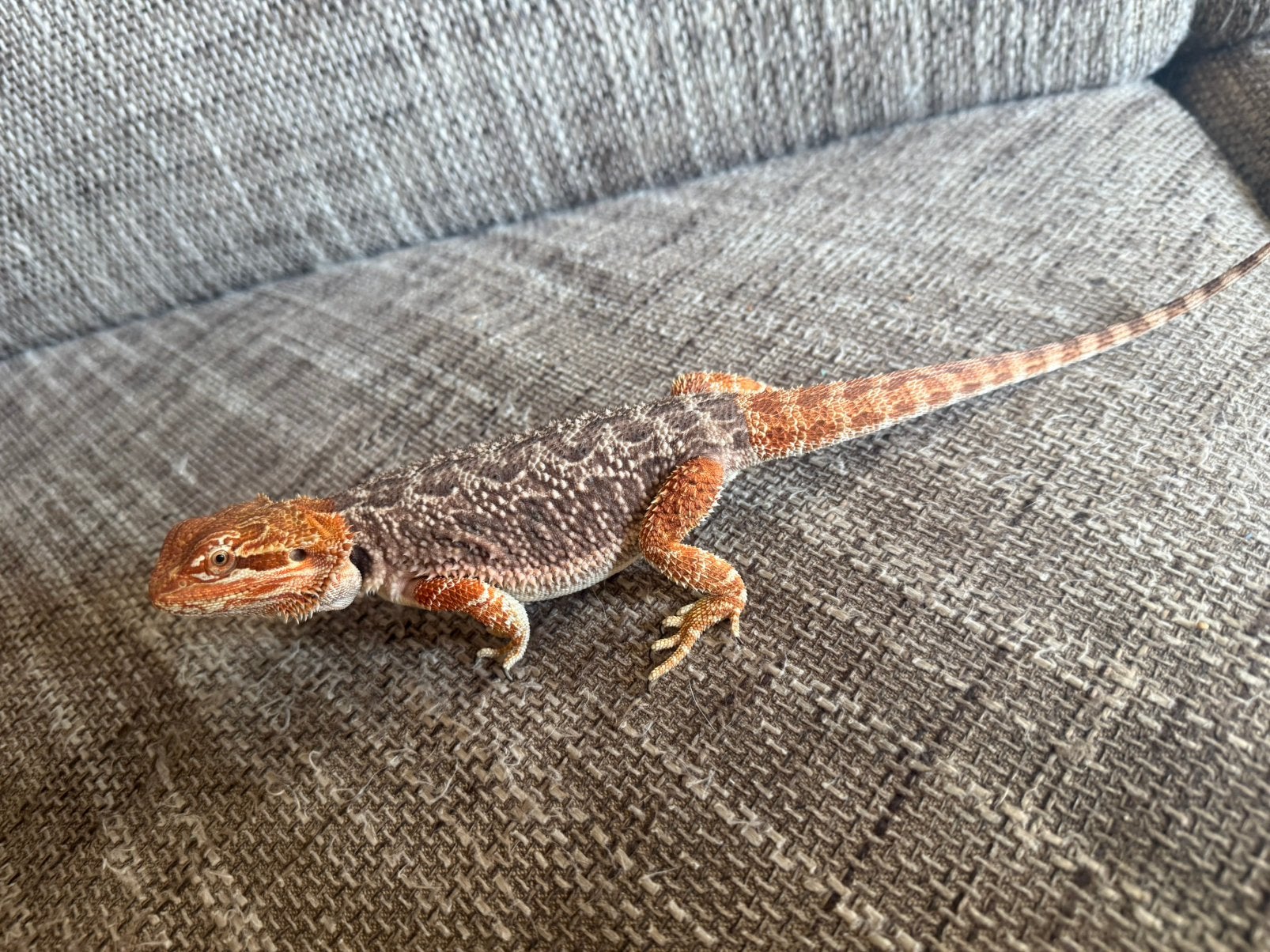 2 baardagaamme te ruil Bearded Dragon photo 3