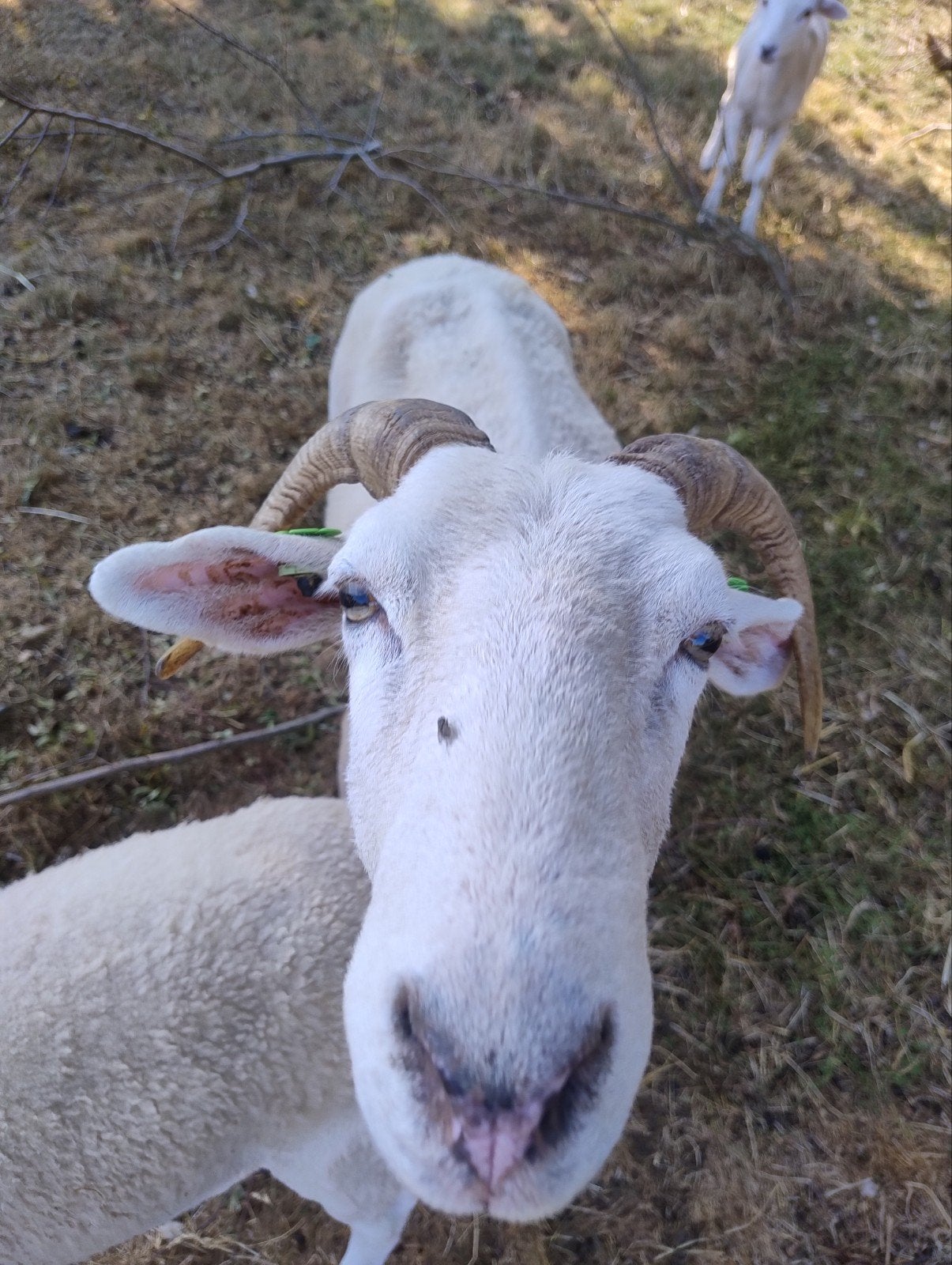Wiltshire Horn ooi, Vrouwelijk, Schaap