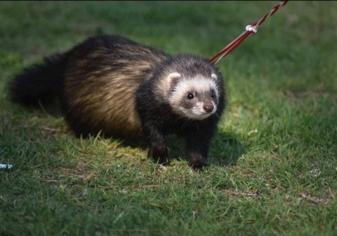 Sable fret dame 3 jaar, Dieren en Toebehoren, Overige Dieren, April, Vrouwelijk