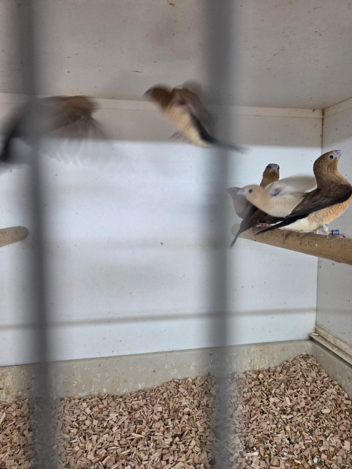 Zilverbekjes, Meerdere dieren