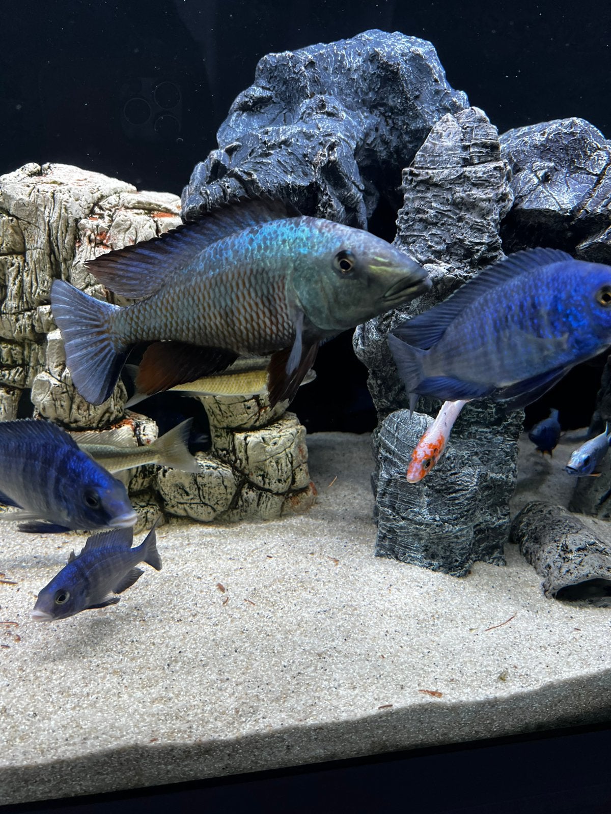 Rostratus Koppel (malawi cichliden), Vis