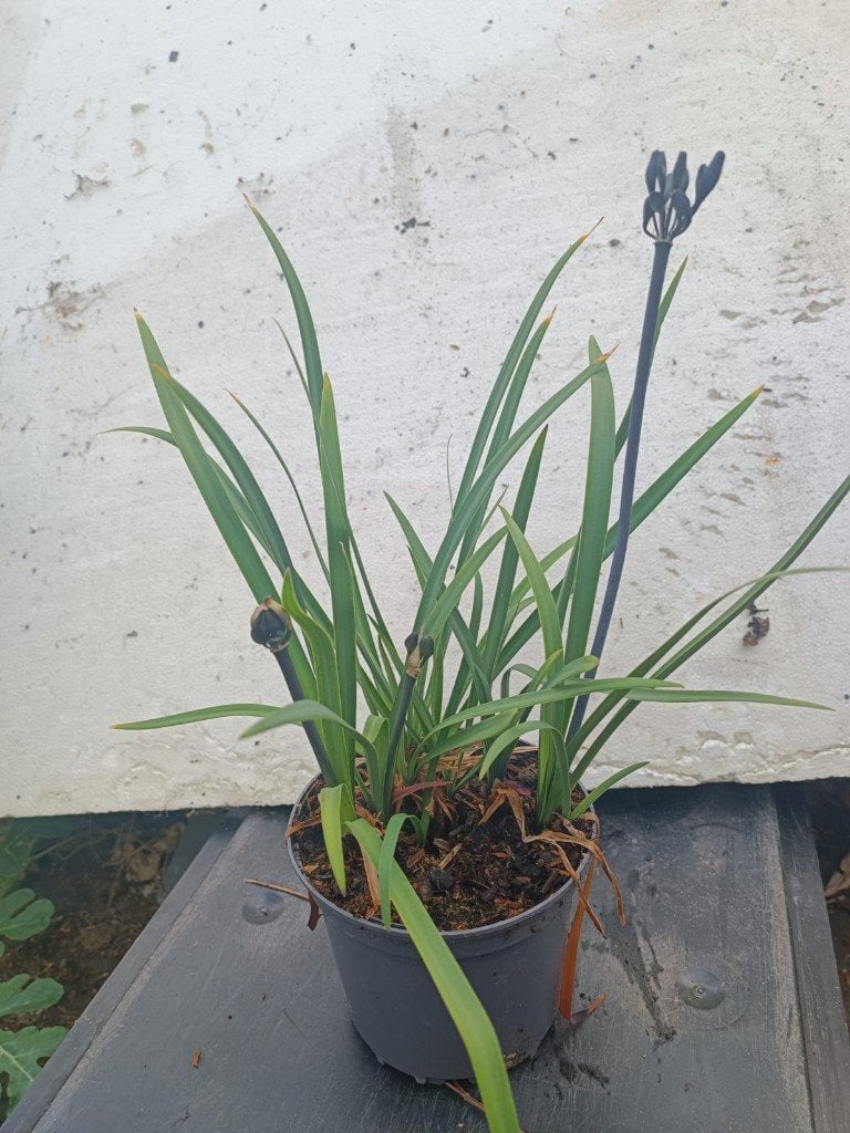 Agapanthus ´´ Black Arrow´´, Volle zon, Vaste plant, Zomer, Ophalen