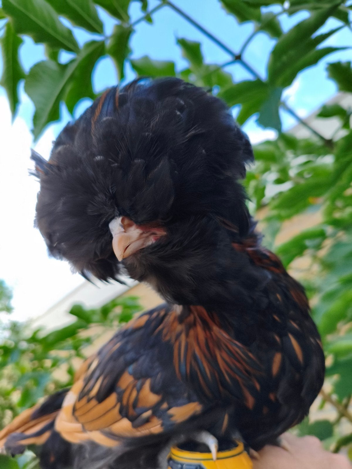 Tamme Baardkuifhoen Haan. Gezoomd, Dieren en Toebehoren, Pluimvee, Mannelijk, Kip