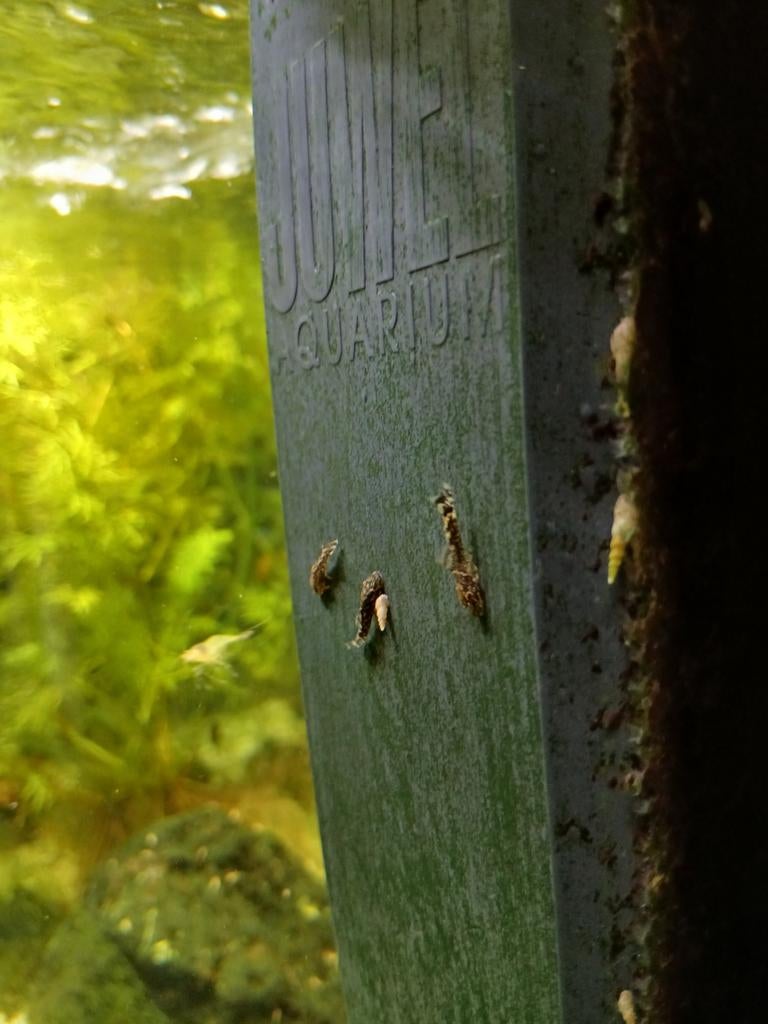 Jonge algeneters, Dieren en Toebehoren, Vissen | Aquariumvissen, Vis