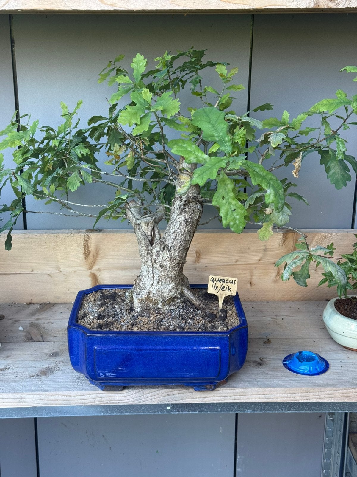 Bonsai ilex/ eik 48cm Hoge korting, Bloeit niet, Halfschaduw, Overige soorten, Minder dan 100 cm