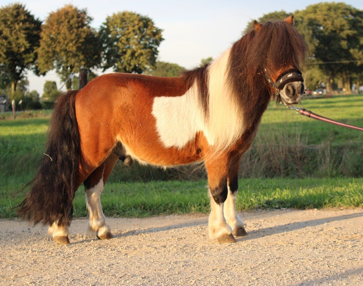 Te koop 8 super knappe shetlander en een haflinger ruin, Dieren en Toebehoren, Ruin, A pony (tot 1.17m), Recreatiepony, Gechipt