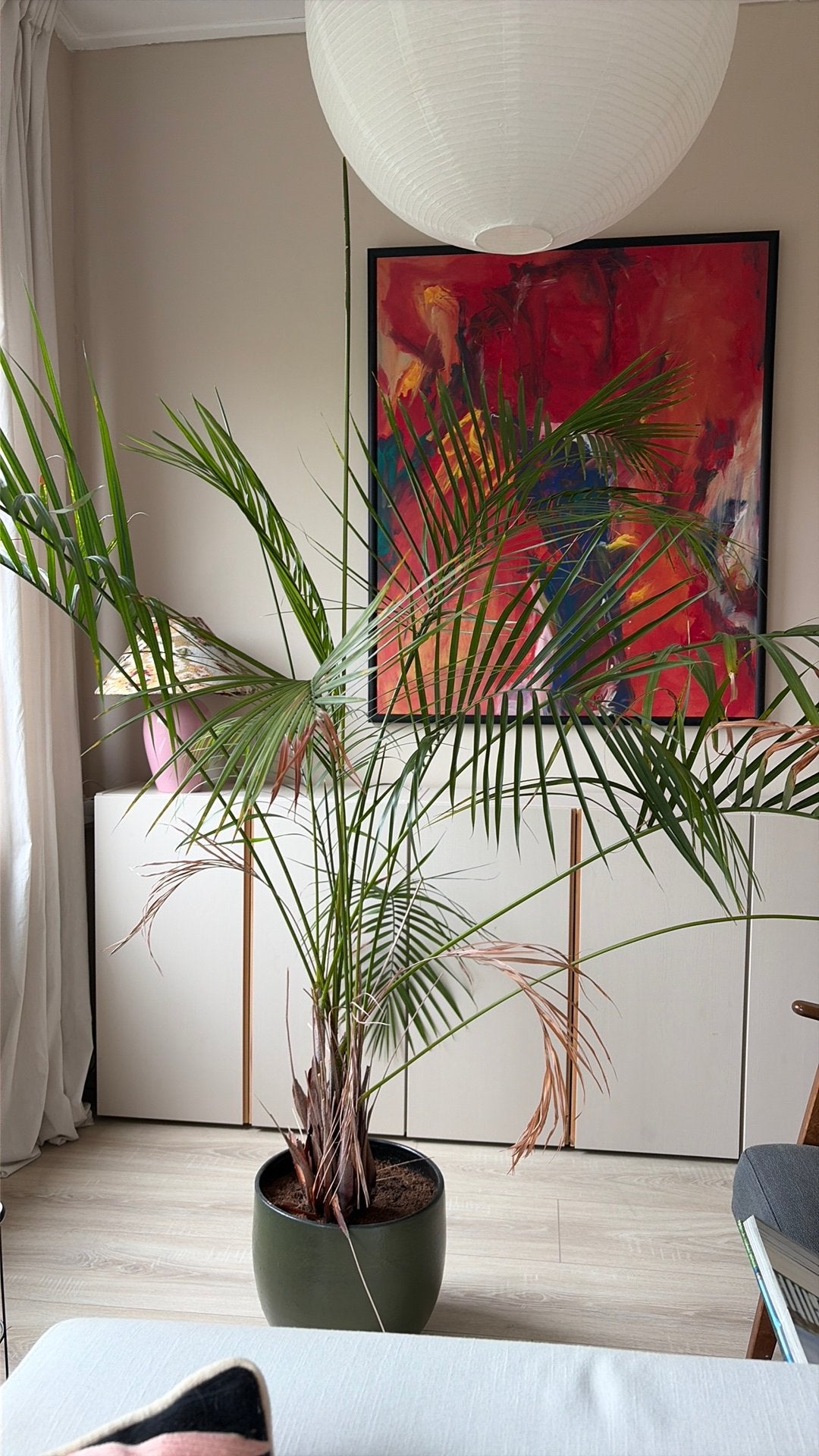 Plant palm incl pot, Huis en Inrichting, Ophalen, Palm, 150 tot 200 cm