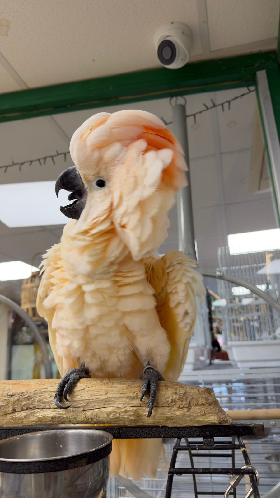 Molukken kaketoe’s, Dieren en Toebehoren, Meerdere dieren, Papegaai, Pratend