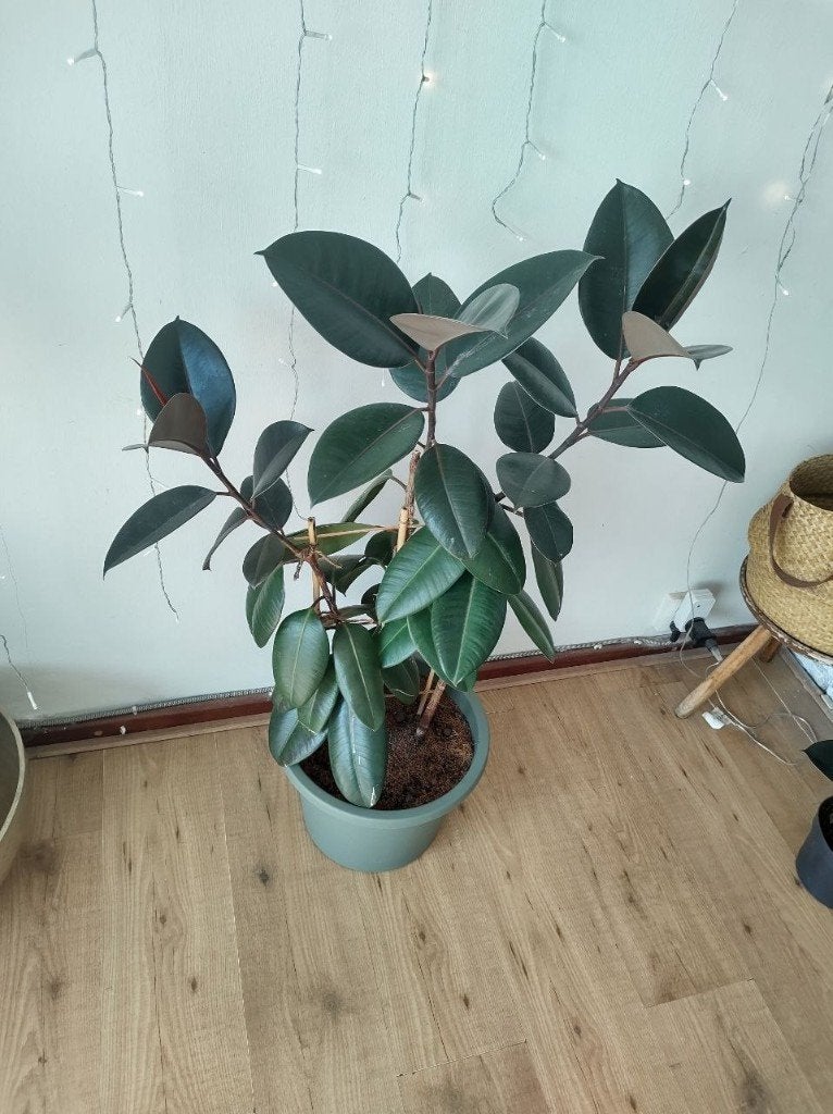 Rubberboom / 3 plants Ficus Elastica Abidjan in a pot, Ophalen, Ficus, 100 tot 150 cm, Halfschaduw