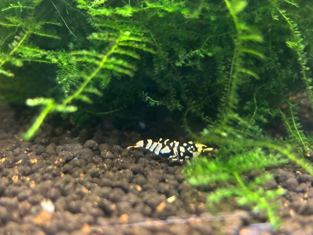Black fancy tigers low en medium grade in kweek, Kreeft, Krab of Garnaal
