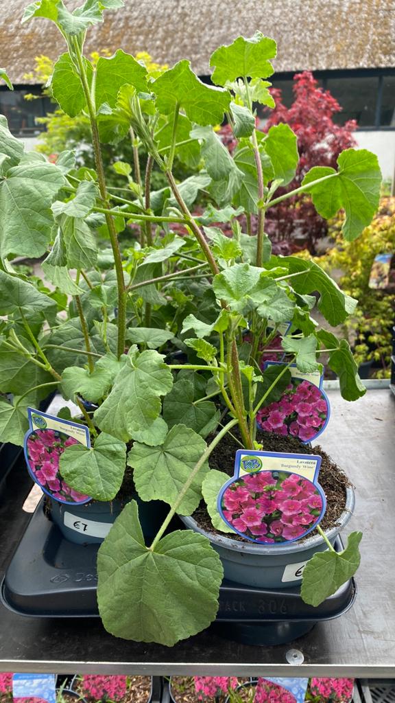 Lavatera 'Burgundy Wine' & 'Barnsley' - 2 soorten heemst, Tuin en Terras, Planten | Tuinplanten, Vaste plant, Overige soorten