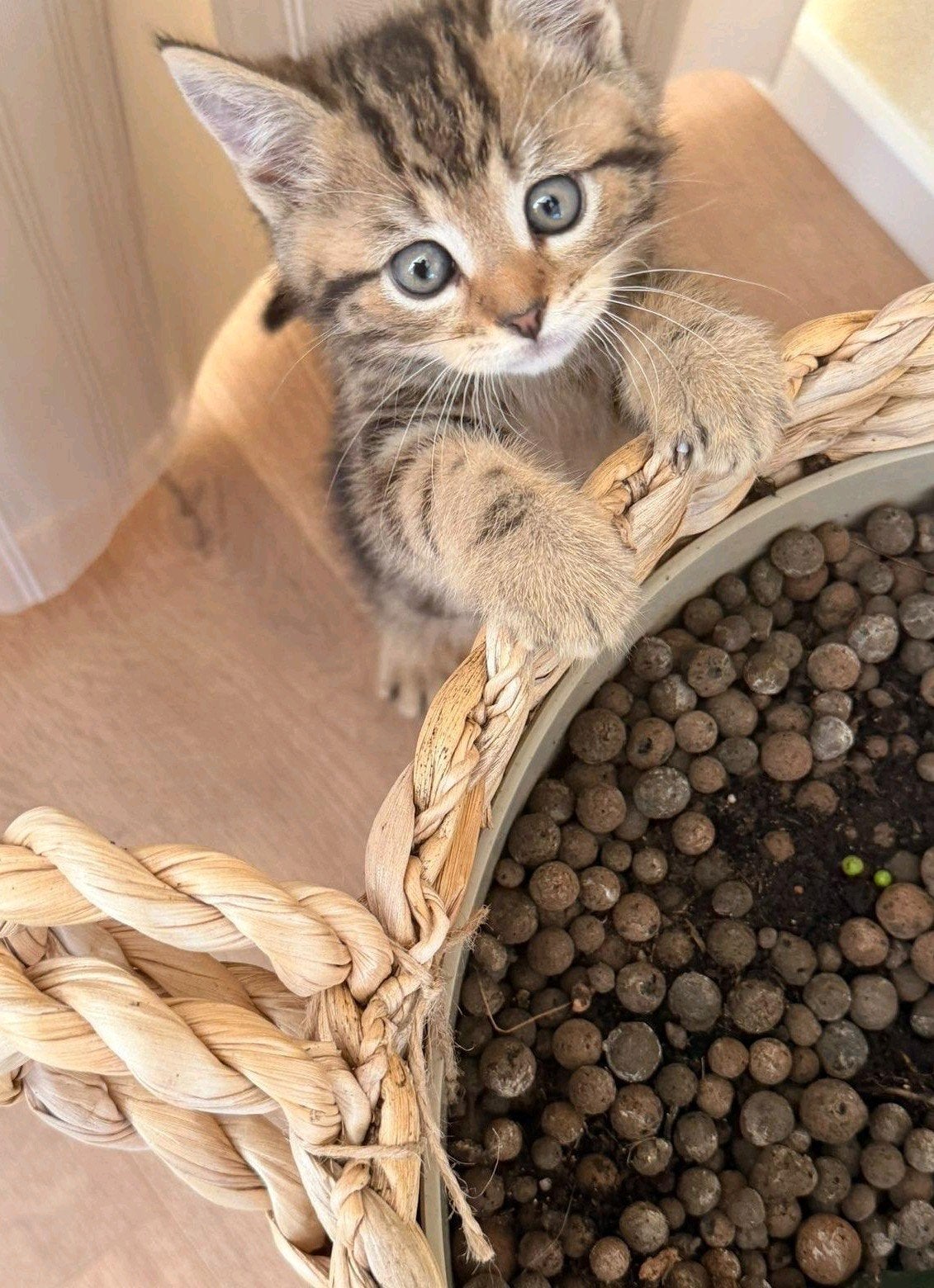 Lief en speels katertje van 3 maanden zoekt een fijn thuis!, Dieren en Toebehoren, Kater