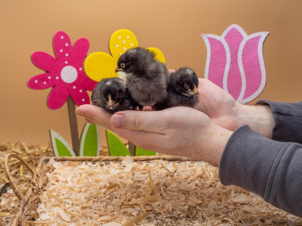 Jonge tamme Noord Hollandse blauwe kuikens gesekst + ingeënt, Dieren en Toebehoren, Pluimvee, Vrouwelijk, Kip