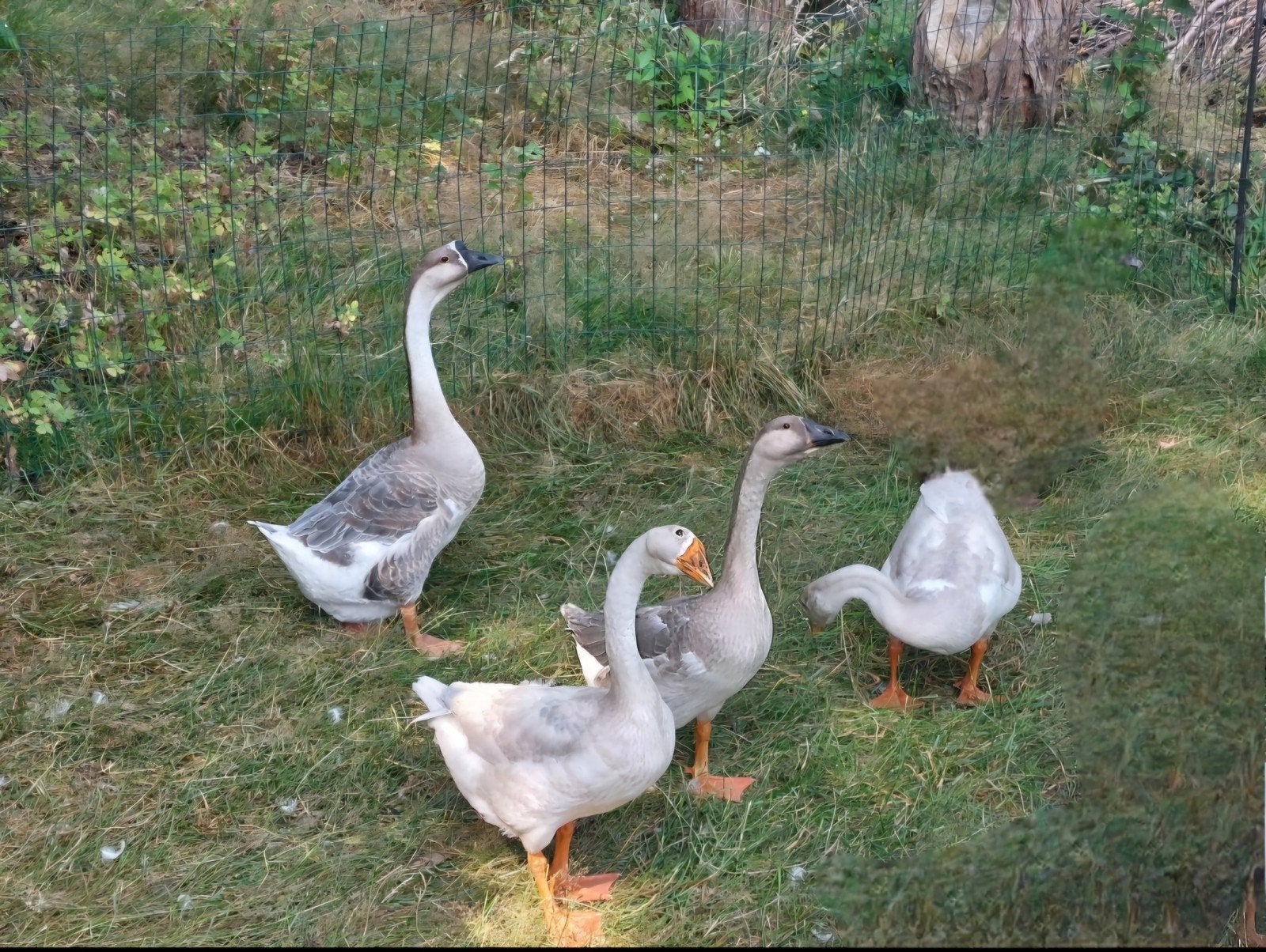 Chinese knobbelgans wildkeur/ bont split wit, Dieren en Toebehoren, Pluimvee, Meerdere dieren, Gans of Zwaan