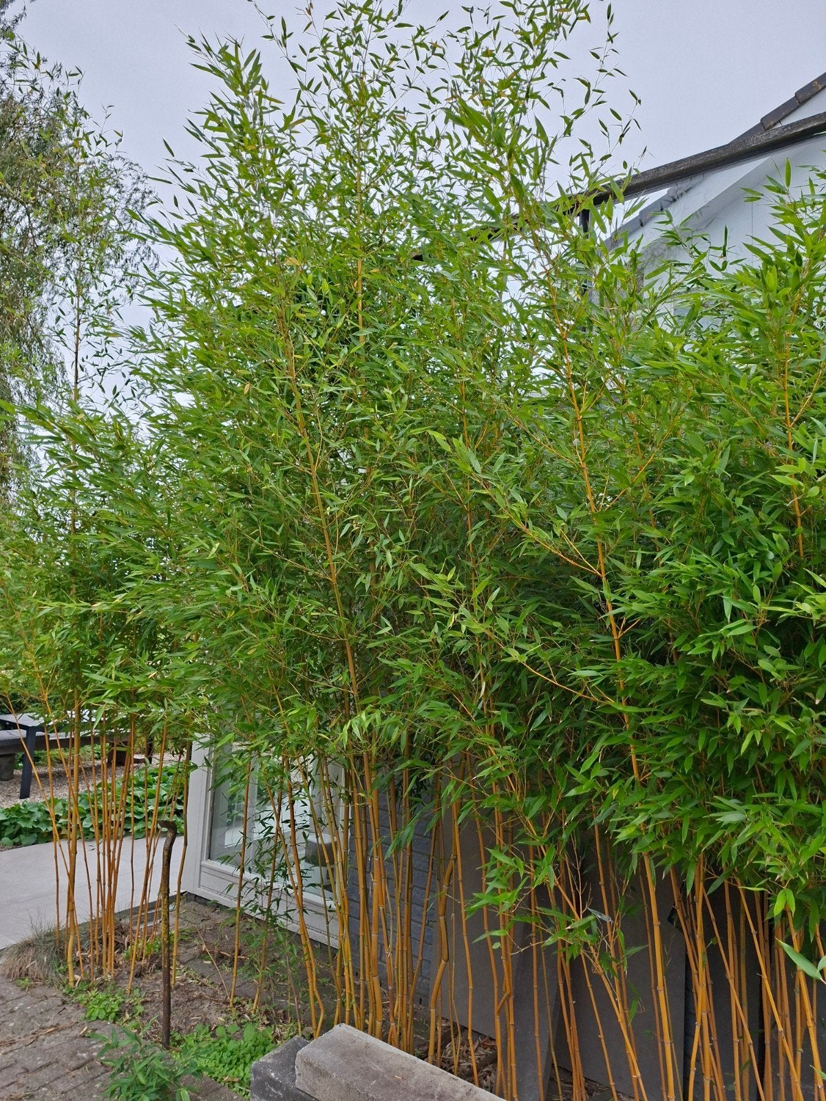 bamboe planten, Ophalen, Bloeit niet, Volle zon, Overige soorten