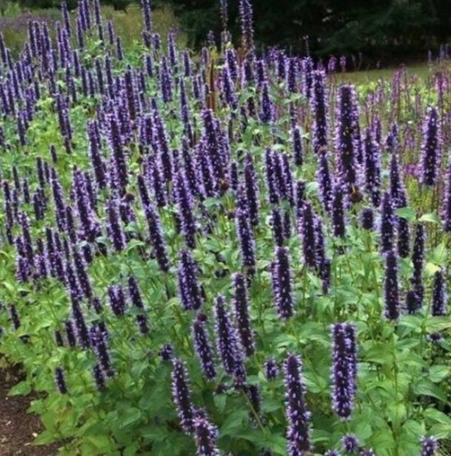 Agastache stekjes - dropplant, Volle zon, Vaste plant, Zomer, Ophalen