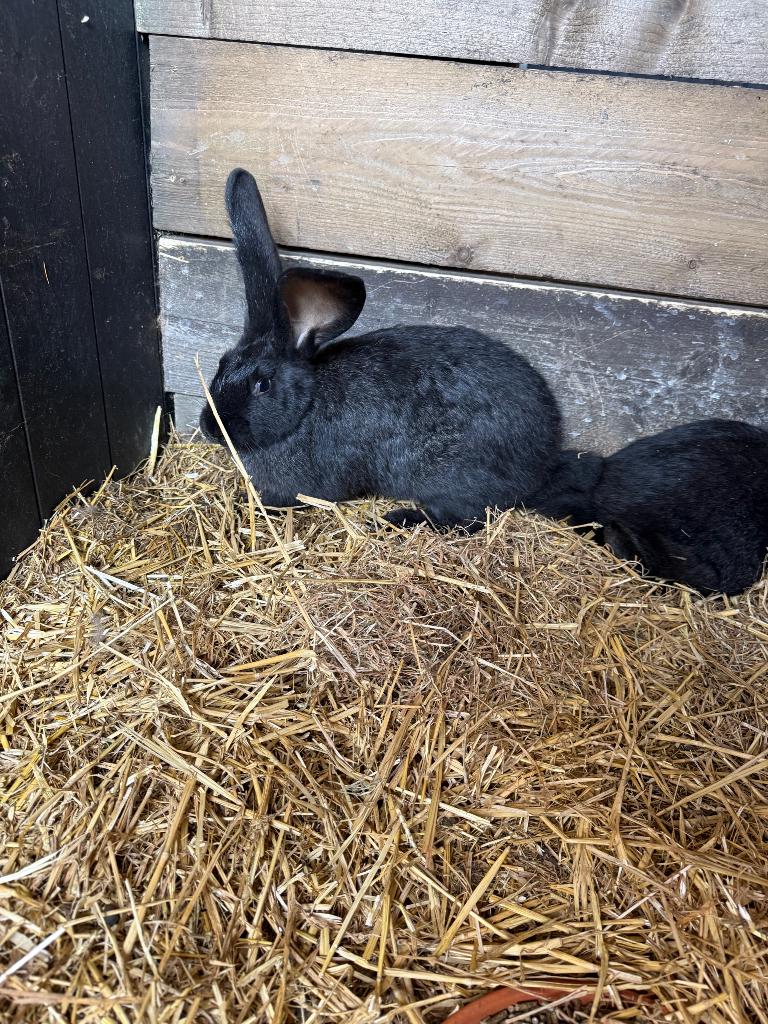 Duitse reus voedsters, Dieren en Toebehoren, Vrouwelijk, Groot, 0 tot 2 jaar