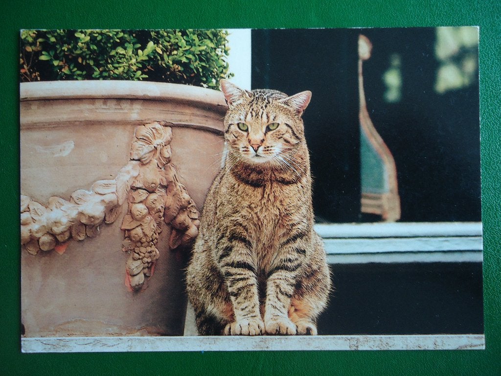 (612) Dierenkaart: POES, Verzamelen, Verzenden, 1980 tot heden, Gelopen, Hond of Kat