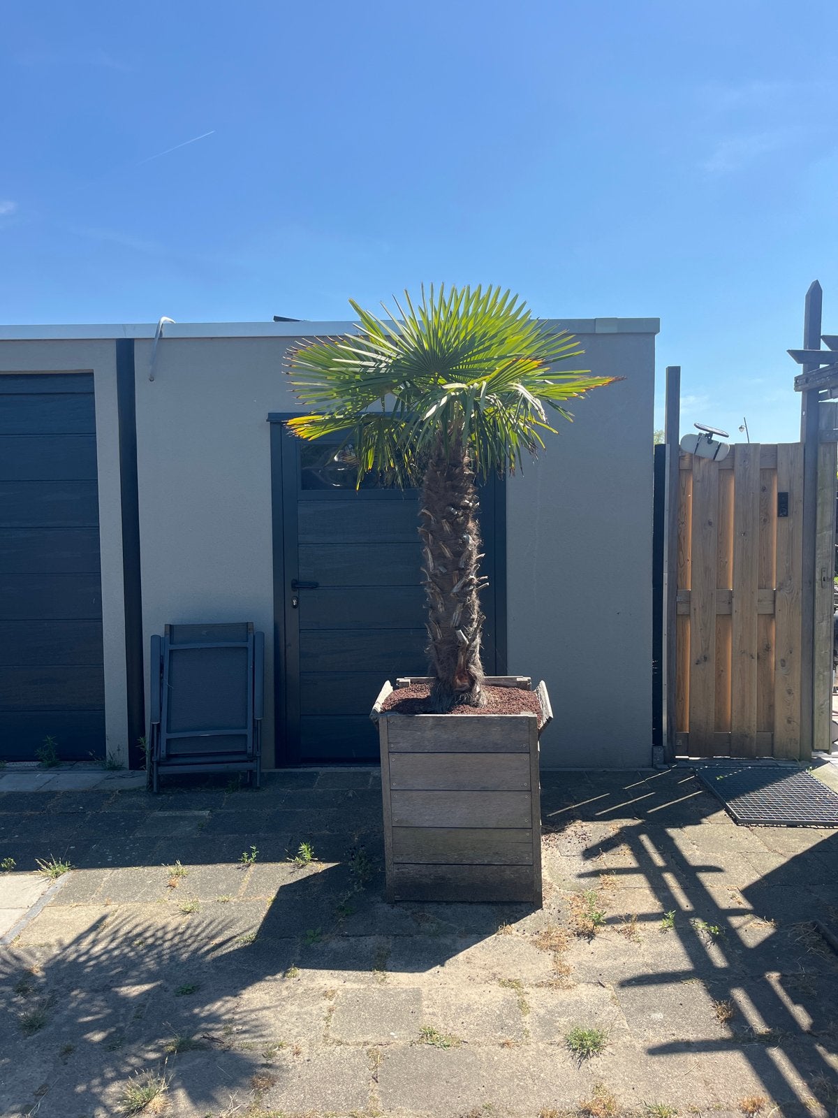 Grote palmboom in houten bak, Volle zon, Vaste plant, Bloeit niet, Ophalen