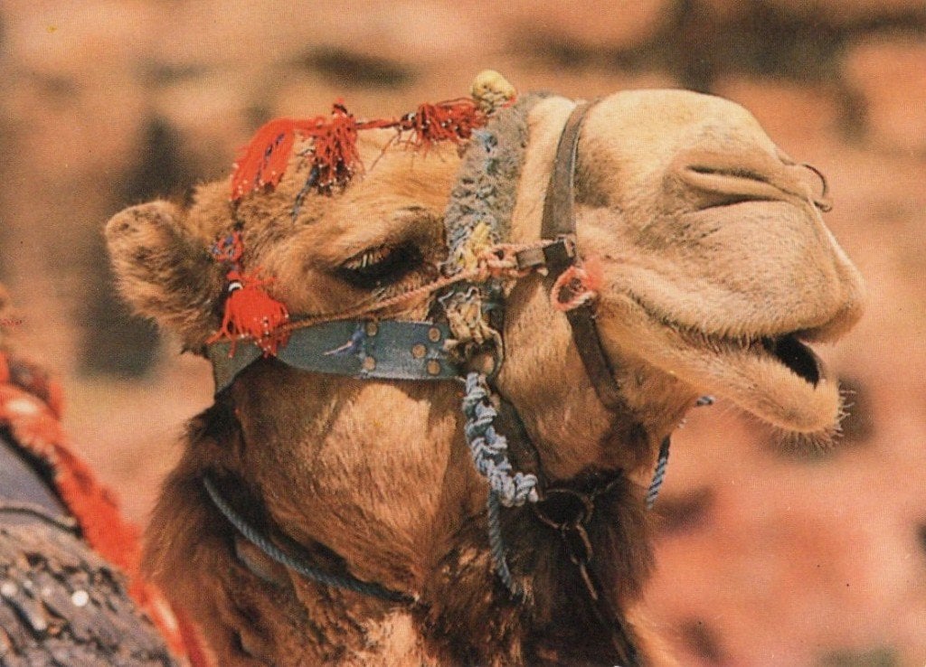 1 Ansichtkaart Bedouïn Kameel., Ophalen of Verzenden, 1980 tot heden, Ongelopen, Overige soorten