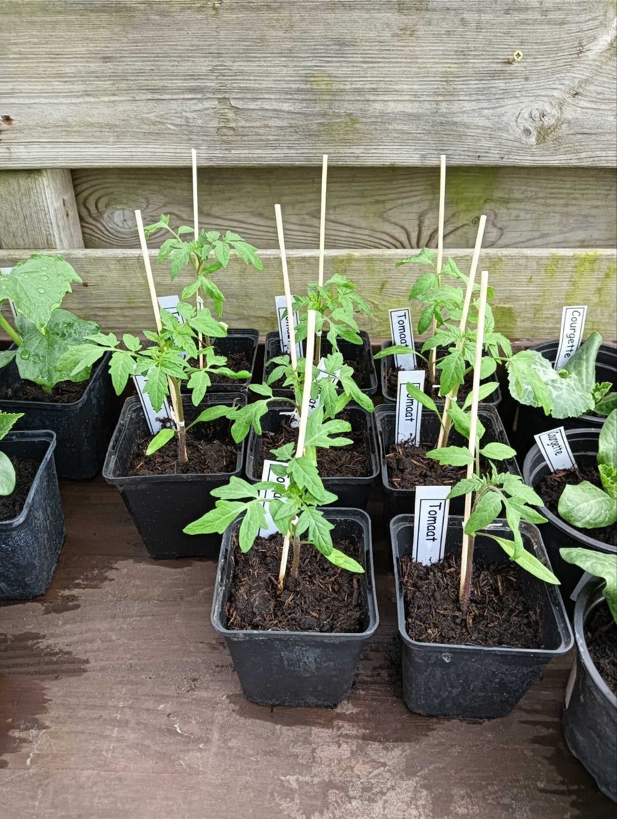 Courgette, Komkommer en Trostomaten Planten, Ophalen, Eenjarig, Groenteplanten, Volle zon