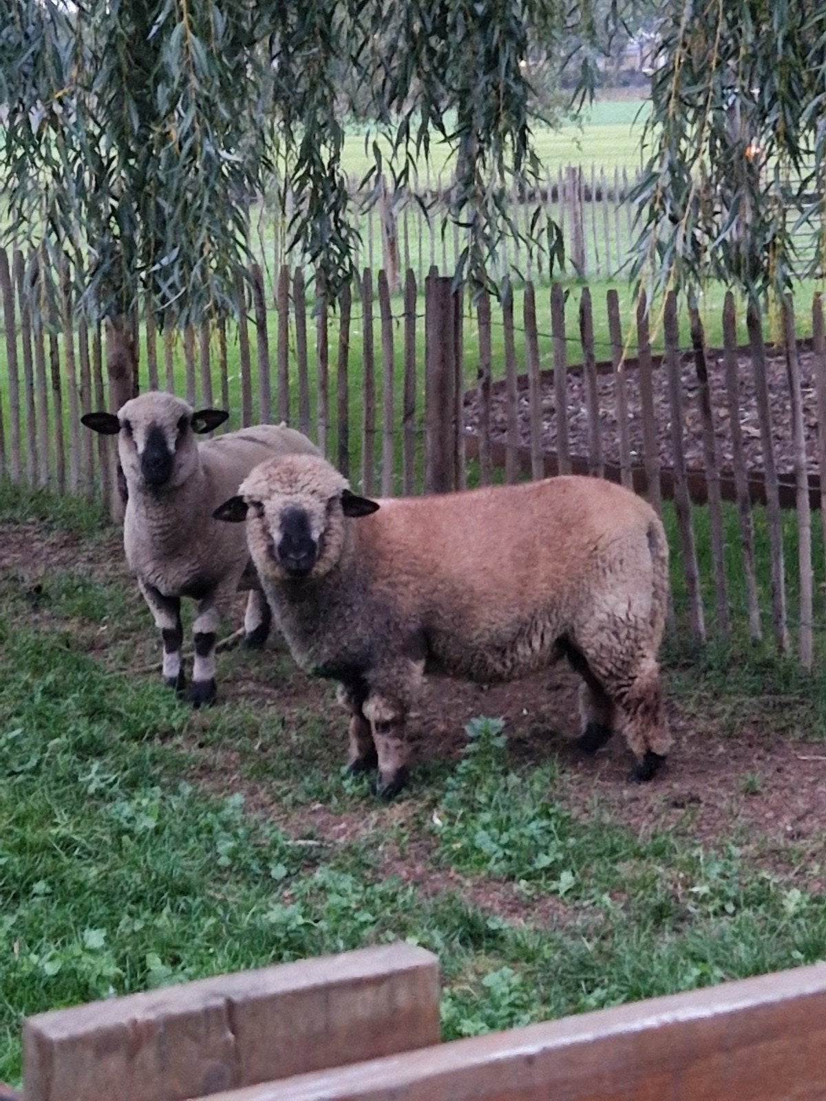 Te koop / ruilen: Hamshire down Ram, Dieren en Toebehoren, Mannelijk, Schaap