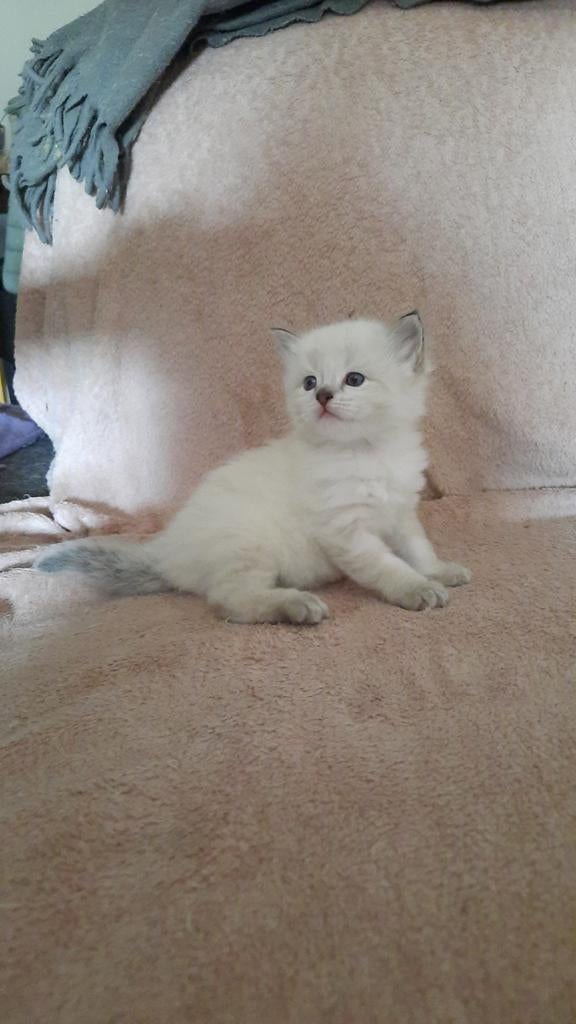 Ragdoll kittens, Dieren en Toebehoren, Katten en Kittens | Raskatten | Korthaar, Meerdere dieren, Ontwormd