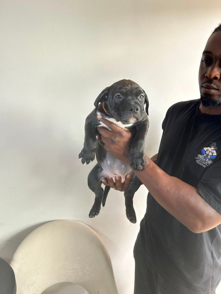 ABKC American Bully xl pup, Dieren en Toebehoren, 15 weken tot 1 jaar, CDV (hondenziekte), Eén hond, Nederland