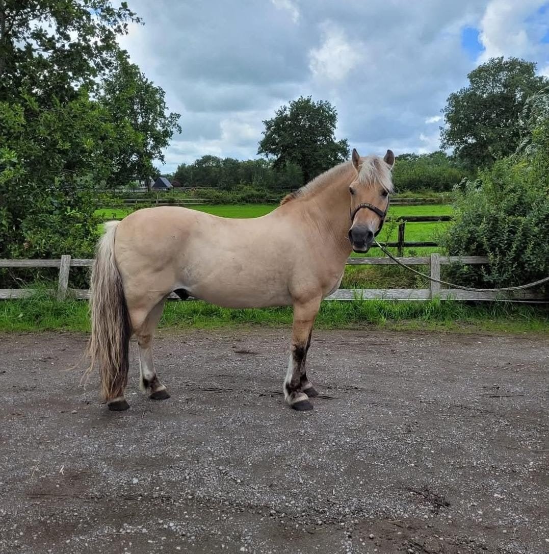 super lieve brave gereden fjord, Dieren en Toebehoren, Pony's, Met stamboom, Ruin, M, 11 jaar of ouder