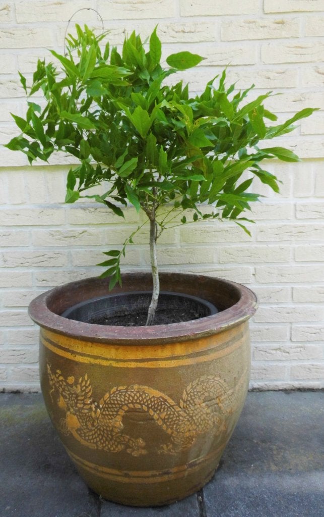 Buitenpotten chinese drakenpotten, Gebruikt, 40 cm of meer, Rond, Ophalen of Verzenden