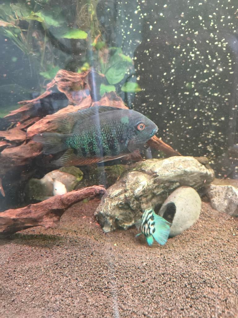 Koppel Heros Severum Blue, Dieren en Toebehoren, Vissen | Aquariumvissen, Vis