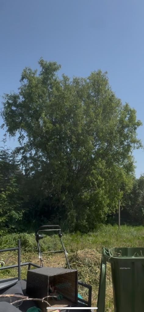 Boom ophalen, zelf uitgraven, Ophalen, Volledige schaduw, Overige soorten, 250 tot 400 cm