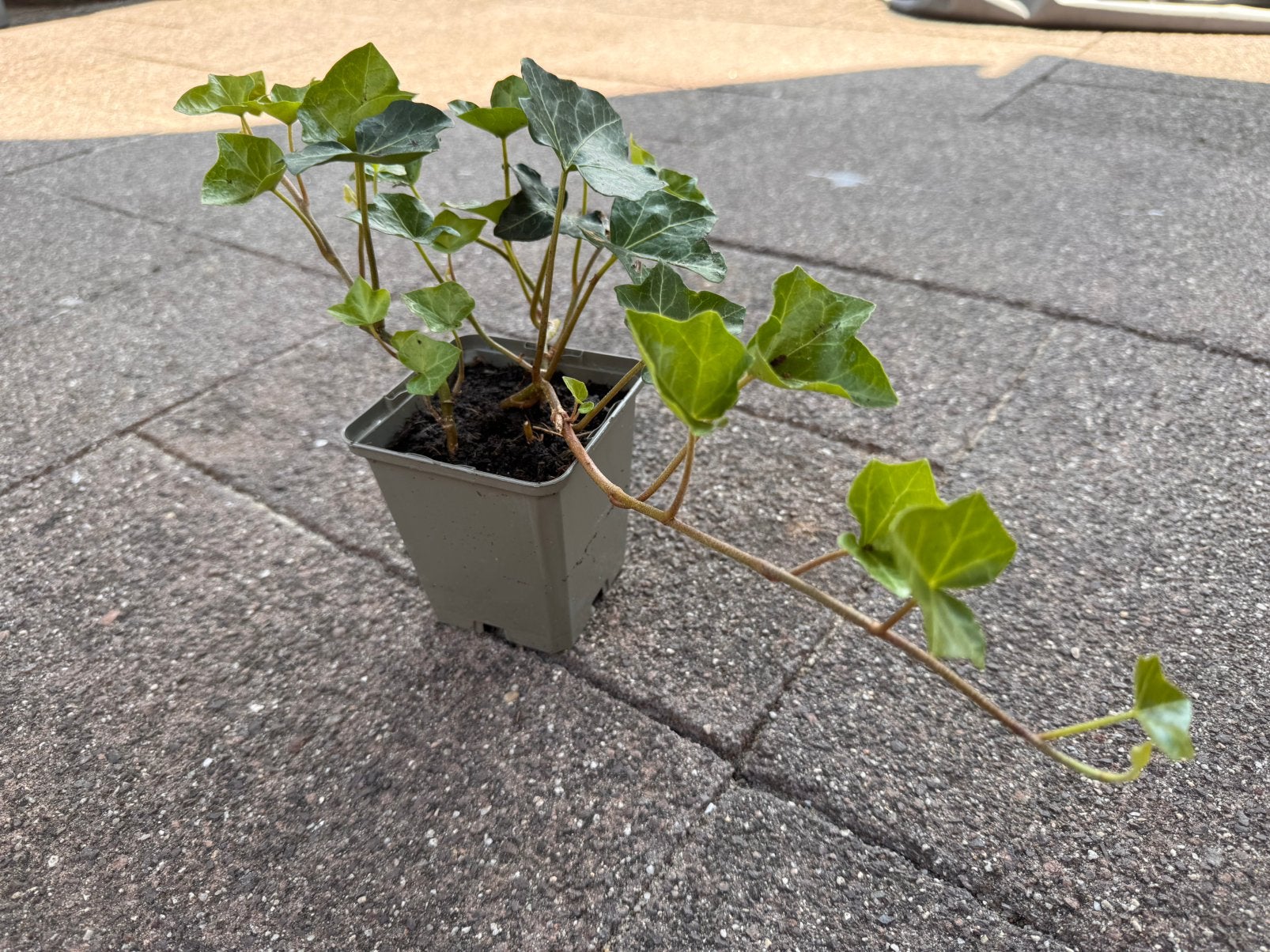 Hedera hibernica 3 stuks, Ophalen, Bloeit niet, Klimplanten, Halfschaduw