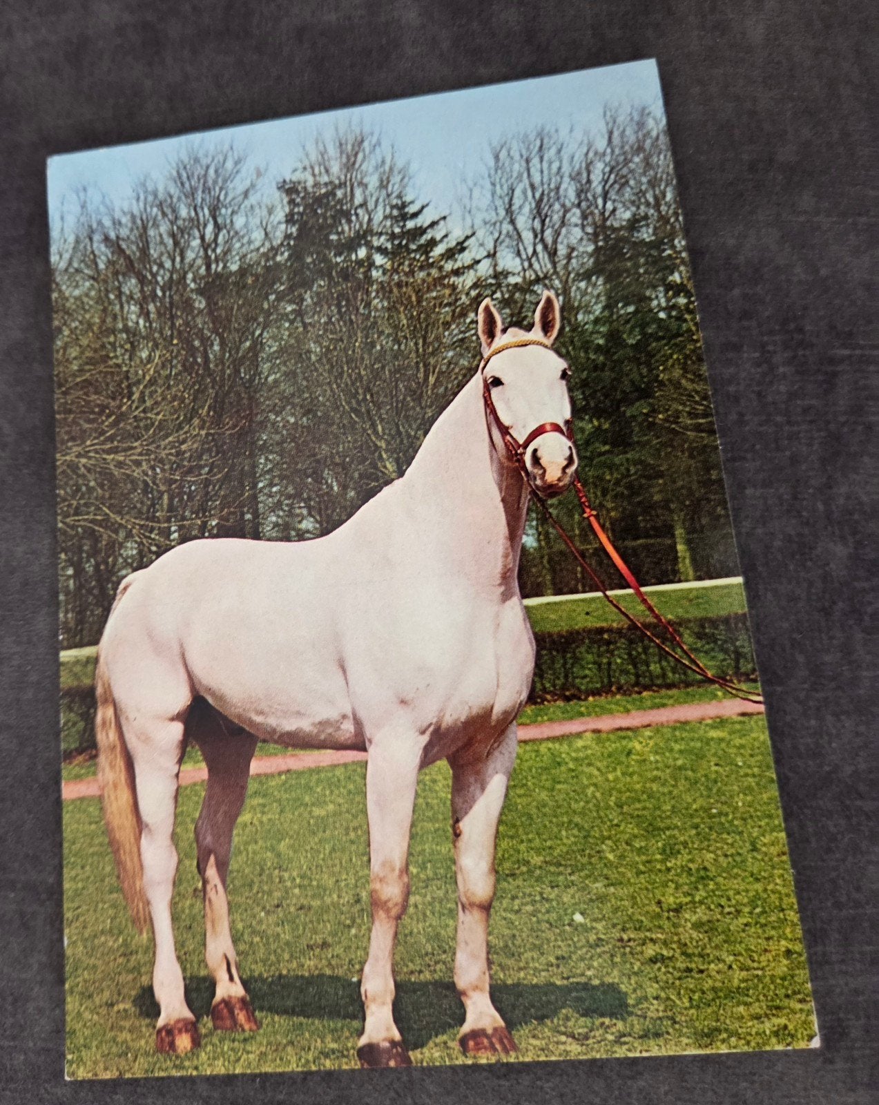 Wit paard met rood halster, Verzenden, 1960 tot 1980, Gelopen, Paard