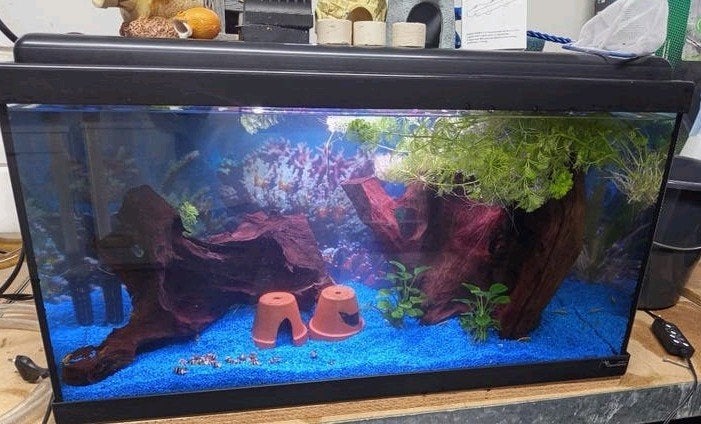 aquarium 60 x 30 x 30  met inhoud en toebehoren, Ophalen, Zo goed als nieuw, Gevuld zoetwateraquarium, Eheim
