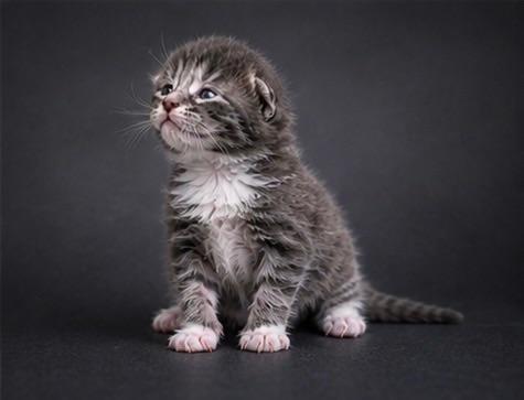 Prachtige Maine Coon kittens, Dieren en Toebehoren, Meerdere dieren, Ontwormd