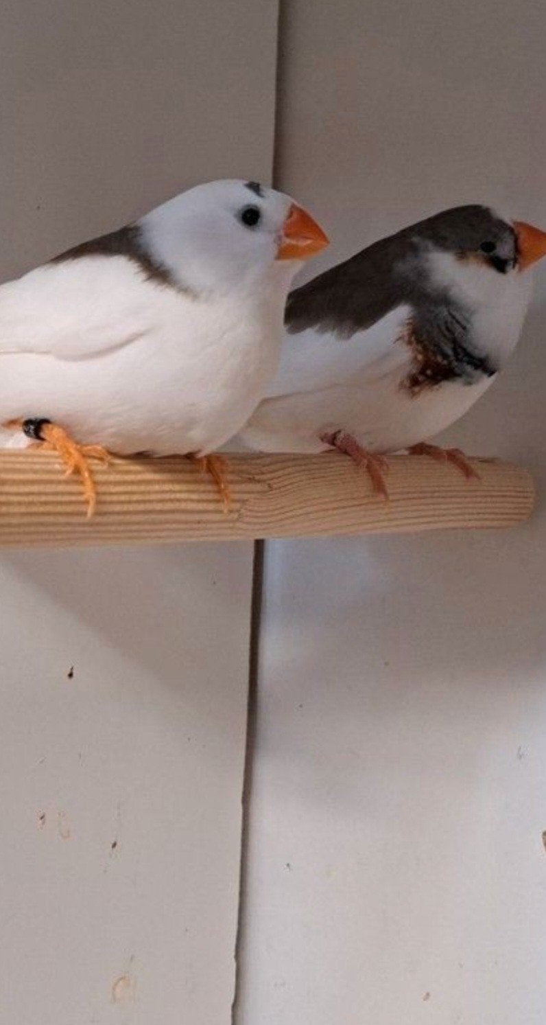 Te koop gevraagd paar koppels zebravinken, Meerdere dieren, Geringd