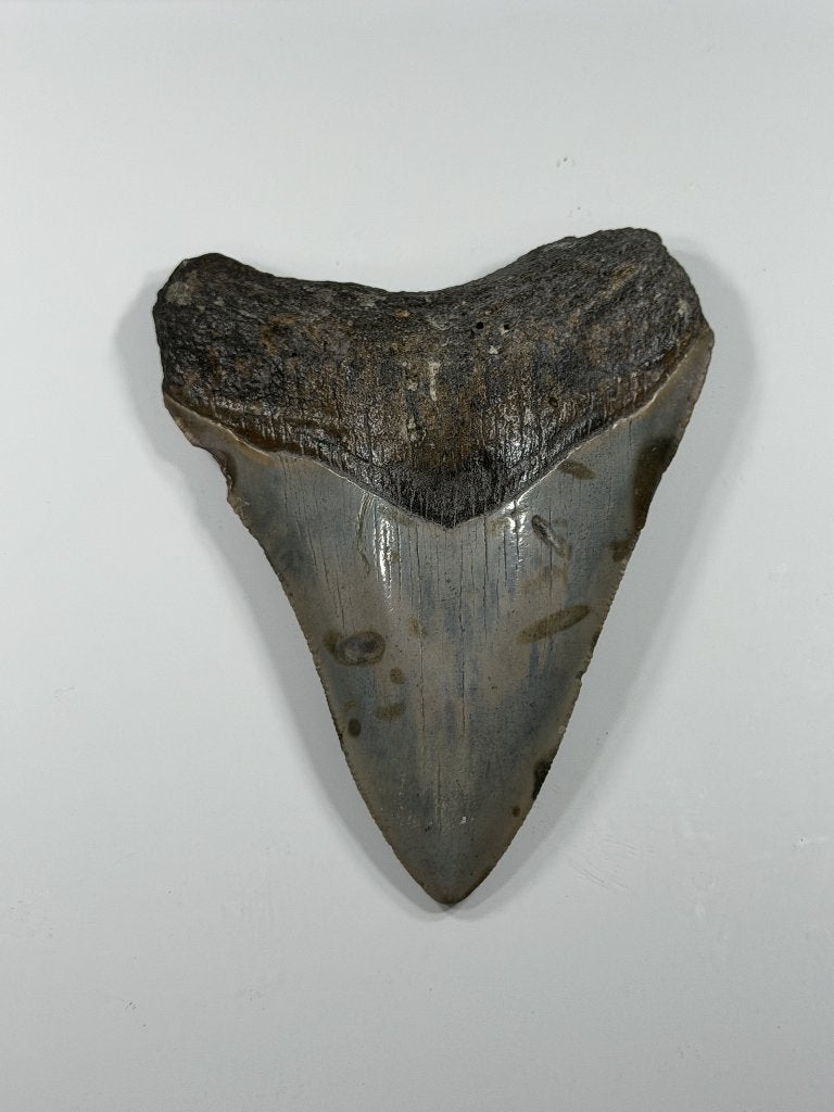 Megalodon tand XL -Nergens goedkoper #5, Verzamelen, Ophalen of Verzenden, Fossiel