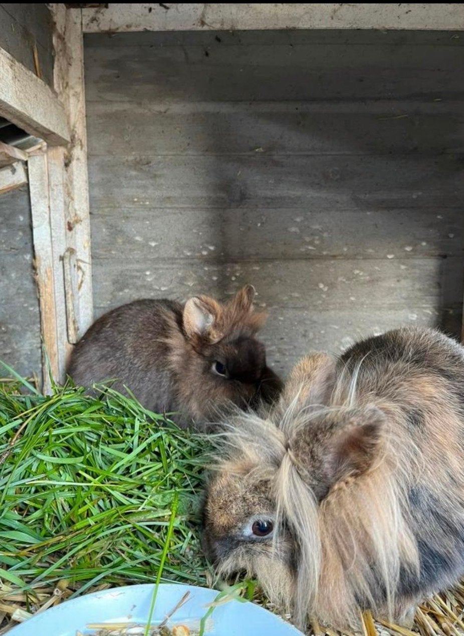 2 Lieve konijnen zusjes️️️ moeten weg…, Dieren en Toebehoren, April, Vrouwelijk, Overige typen, Tam