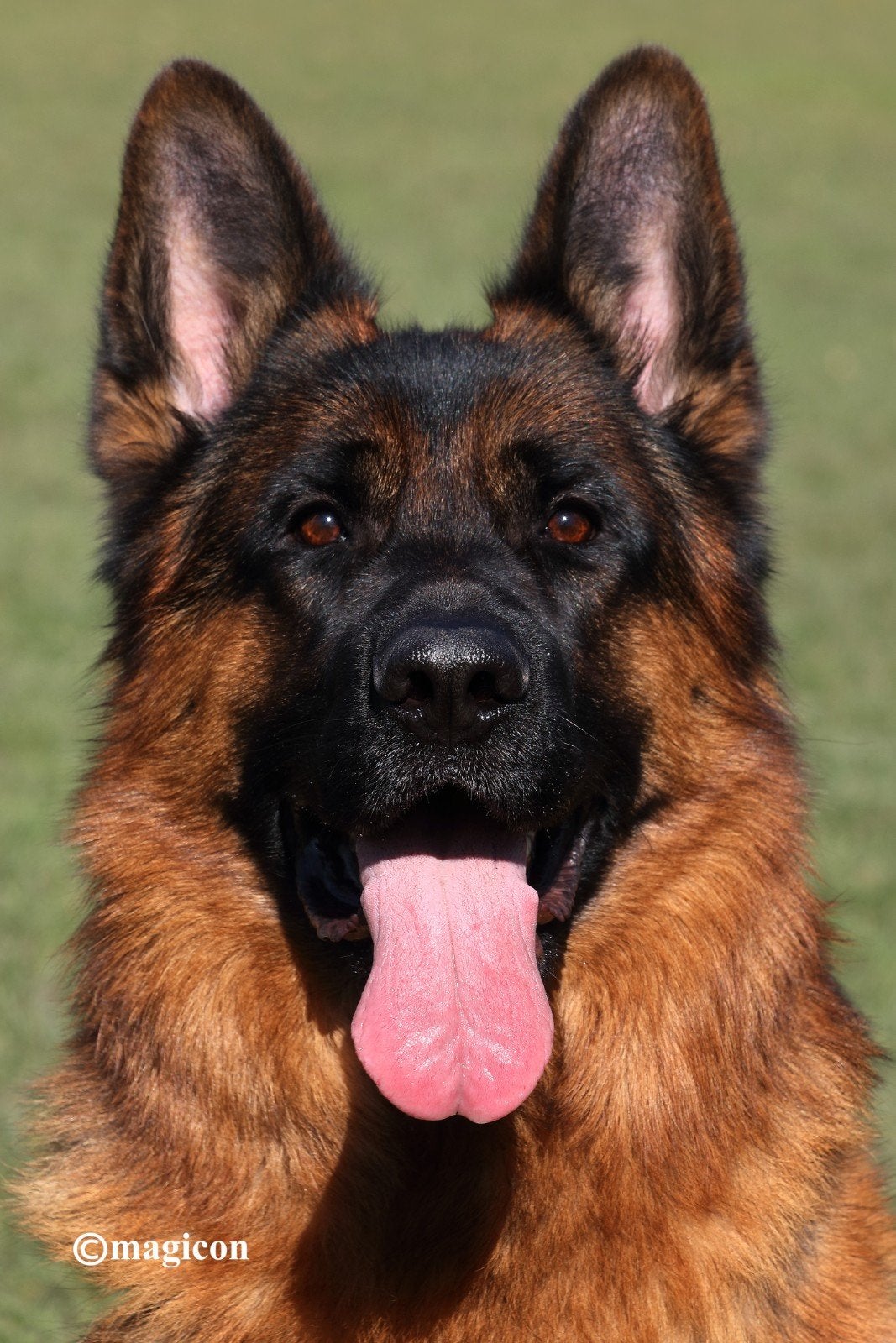 Duitse herder dekreu HD ED vrij, Reu, Parvo, Meerdere, 3 tot 5 jaar