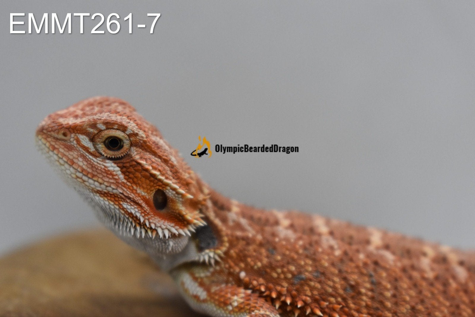 Baardagaam man Orange hypo het trans 50% het witblits Bearded Dragon photo 2