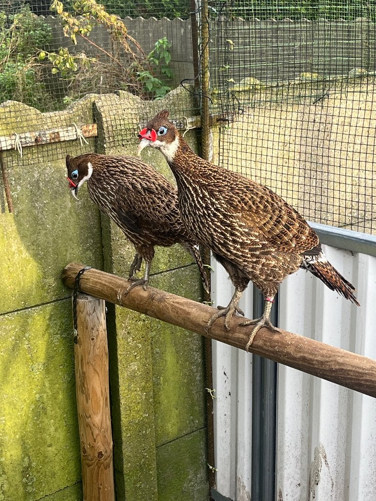 Glansfazant / satyr TRS, Meerdere dieren, Overige soorten