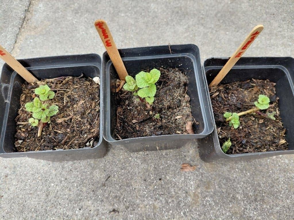 Verschillende soorten munt plantjes, Ophalen, Vaste plant, Bloeit niet, Halfschaduw