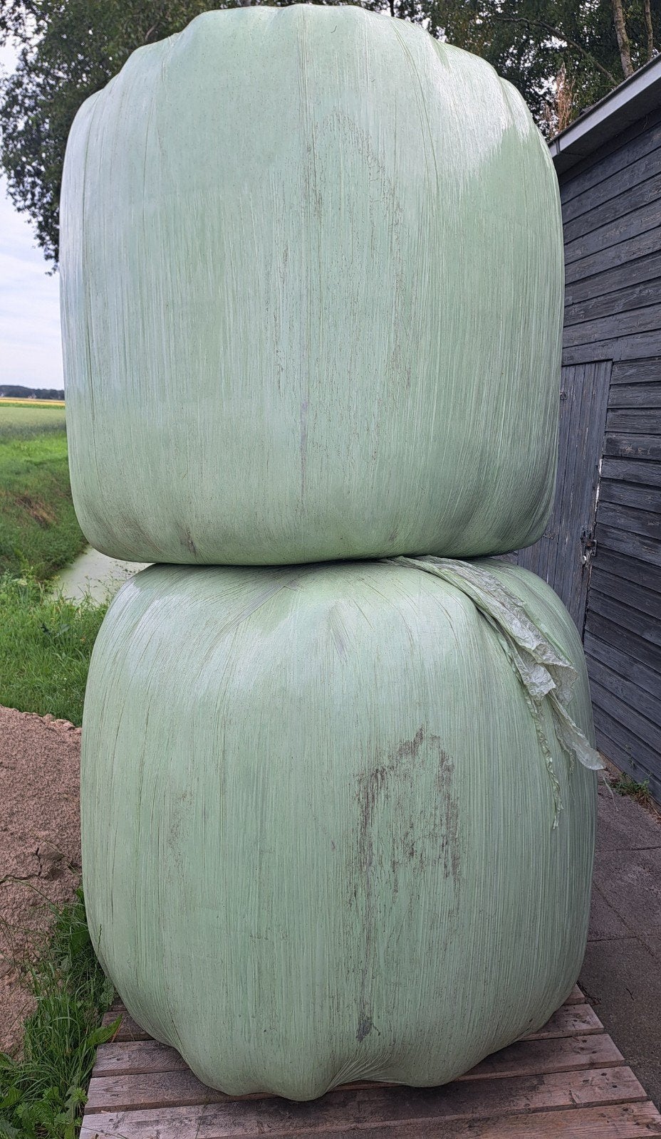 2 grote hooibalen te koop., Dieren en Toebehoren, Dierenvoeding, Ophalen, Vee